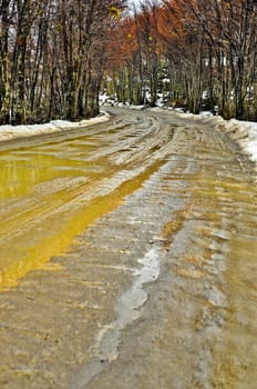 A wet muddy dirt road in a forest in Tierra del Fuego.