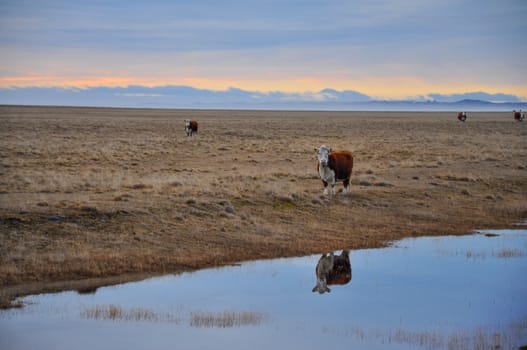 Cows early in the morning in Tierra del Fuego.
