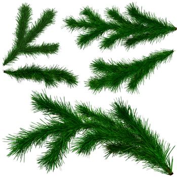 set of Christmas tree fir branches on white background