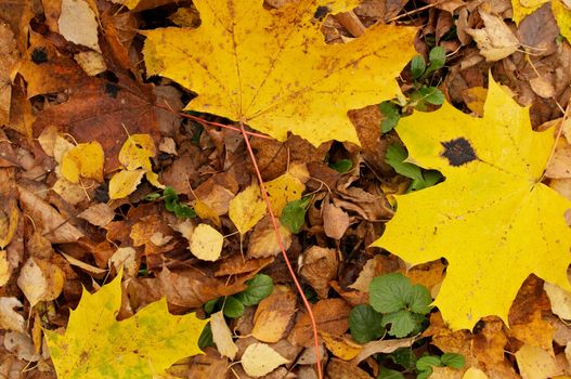 Background of Autumn Leafs anf Green Grass closeup outdoors