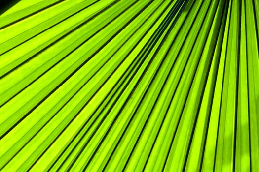 Beautiful tropical palm leaf backlit with sunlight shining through