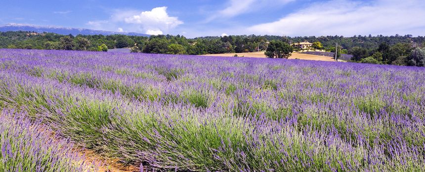 image shows a lavender field in the region of Provence, southern France