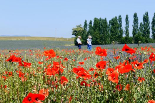 poppy flower and lavender in nature, Provence, France