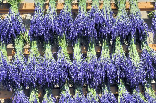 Bundles of lavender in famous Provence in France