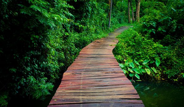 walkway through the treetops in a rain forest