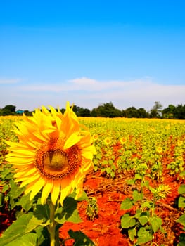 Sunflower garden2