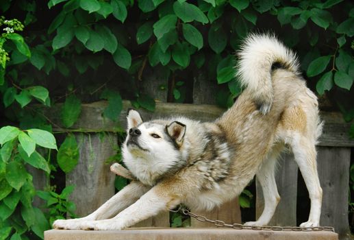 yard dog sitting on a leash to a fence