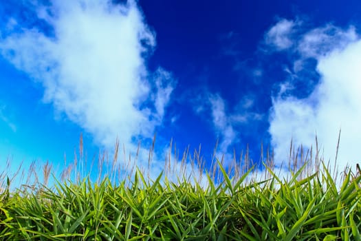 Grass in blue  sky nature