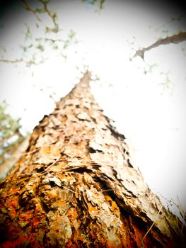 Body of pine tree