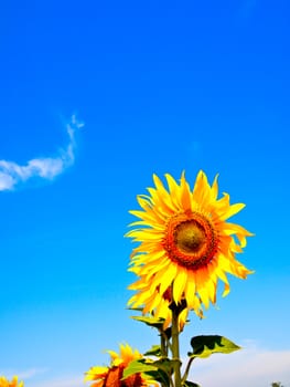 Sunflower with blue sky