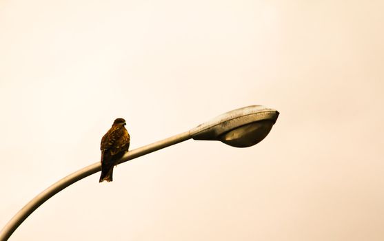 Bird on lamp post