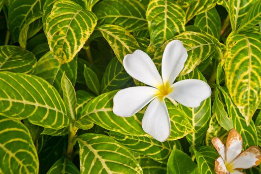 White plumeria drop on leaves can use as background