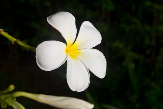 White plumeria flower on black background