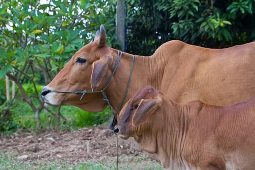 Asian cow and calf