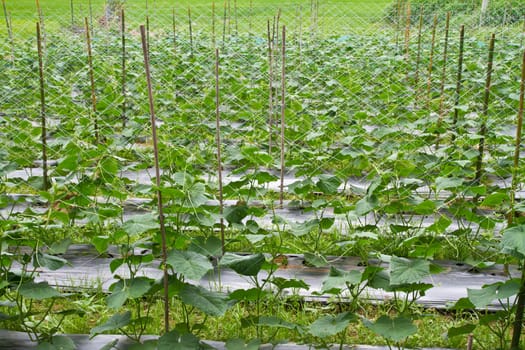Cucumber farm in thailand