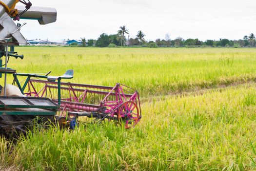 Combine harvesting rice in thai rice farm