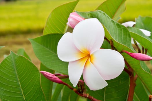 White plumeria flower in the rice field