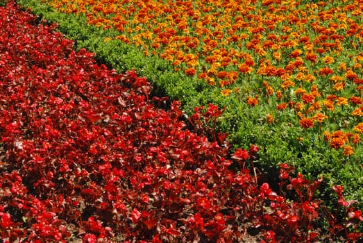 Red and orange flowerbeds in park garden