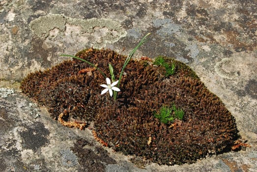 Dry moss, lichen and white flower on rock