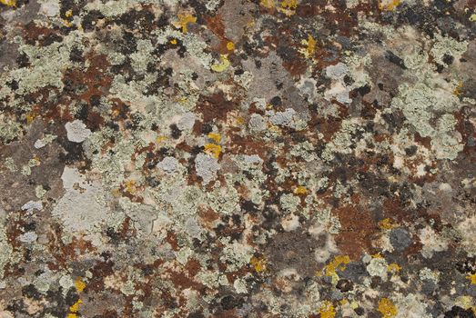 Lichens and dry moss on rock surface as background