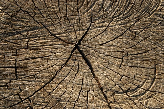 Old oak log surface close-up as background