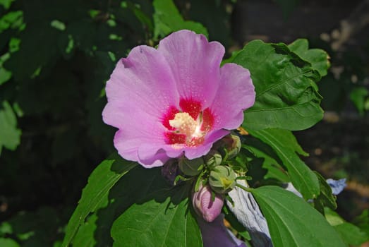 Purple shrub blossom in bloom, green leaves