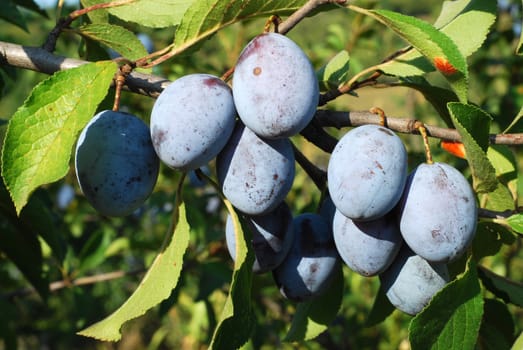 Fresh organic blue purple plums on branch