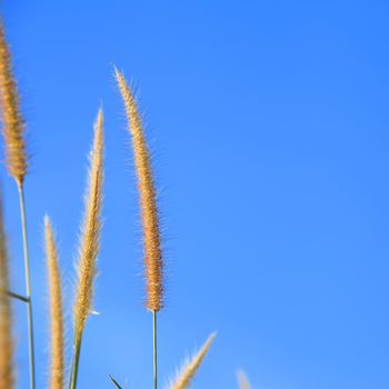 Dune Grass and Blue Sky