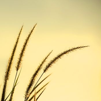 Dune Grass and Blue Sky