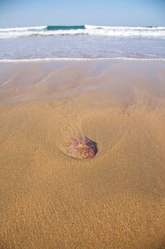 medusa lying on sand in a spanish beach