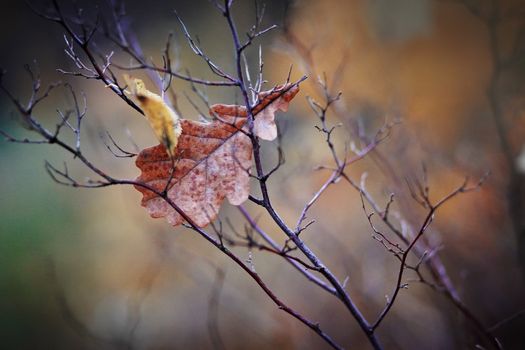The dried-up oak leaf on branches