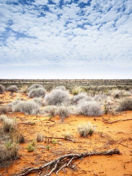 An image of the dry australian outback