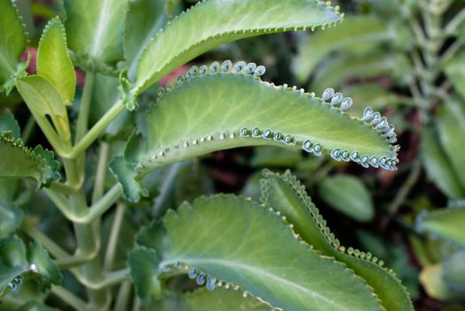 Closeup of leaves of Kalanchoe plant - also called Kalanchoe daigremontiana is a succulent plant native to Madagascar