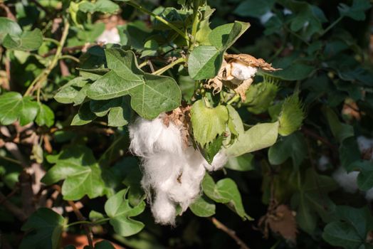 Closeup view of ripe blossom of cotton plant in the sun