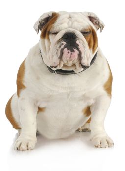 english bulldog sitting with reflection on white background