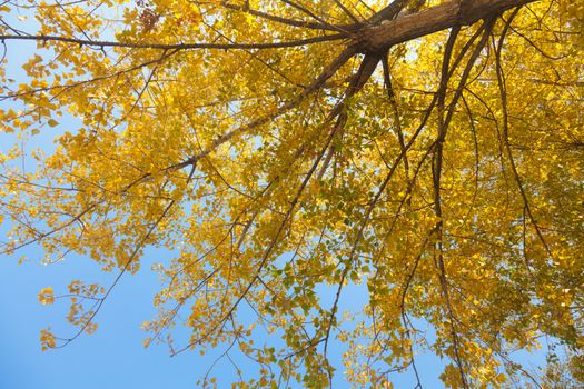 Colorful autumn trees in the park