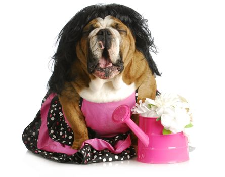 dog complaining - female english bulldog wearing pink dress with mouth open and silly expression