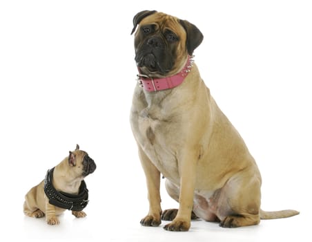 big and small dog - french bulldog puppy looking up to bull mastiff both wearing studded collars 