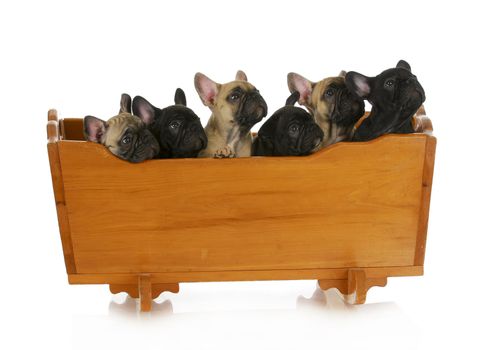 litter of puppies - french bulldog puppies in a wooden cradle - 8 weeks old
