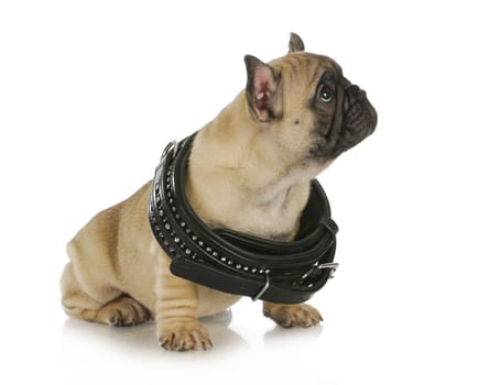 puppy growth - french bulldog wearing a black leather collar that is too big - 8 weeks old