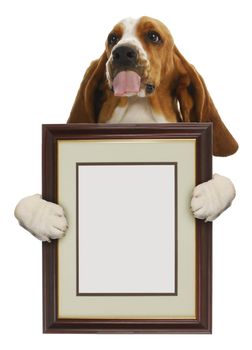 dog holding blank picture frame isolated on white background