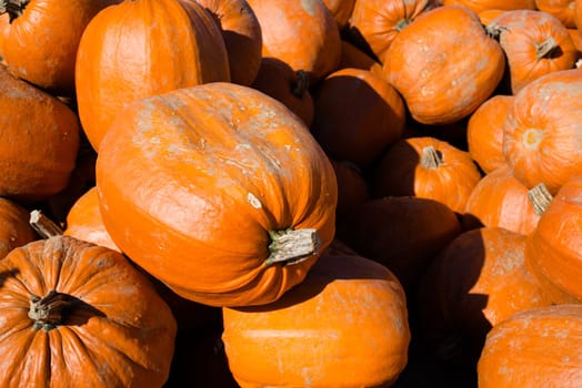 Large heap of harvested pumpkins for sale at a farm in autumn