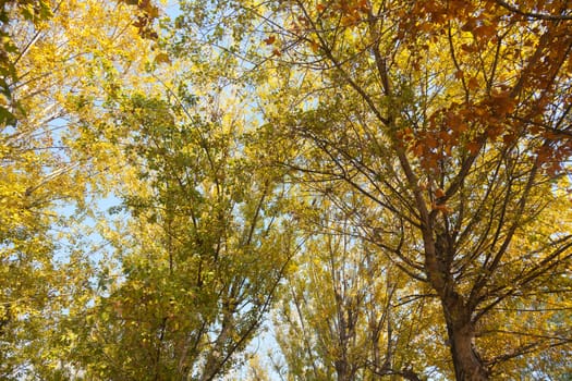 Colorful autumn trees in the park