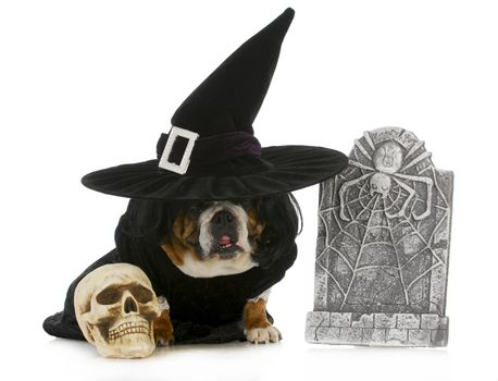dog witch - english bulldog dressed up like a witch for halloween isolated on white background