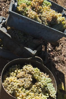 White grape crop in plastic containers in the region of Borba, Alentejo, Portugal