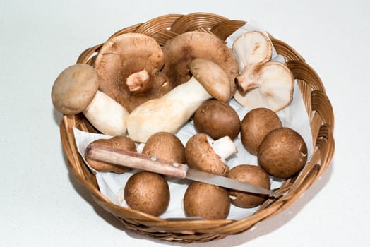 Assortment of collected mushrooms with knife in a basket