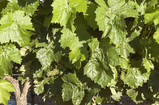 Closeup of grapevines in the flowering season, Borba, Alentejo, Portugal