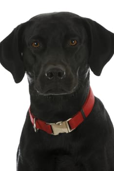 black dog portrait - labrador retriever cross