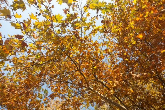 Colorful autumn trees in the park