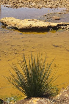 Bulrush in the polluted riverbed of Mosteirao, downstream abandoned pyrite mine of S. Domingos , Mertola, Portugal